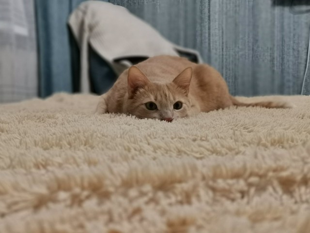 Котовторник 21.12.21