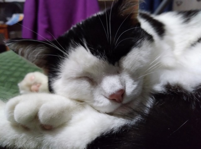 Котовторник. Картинки и буквы 08.02.22
