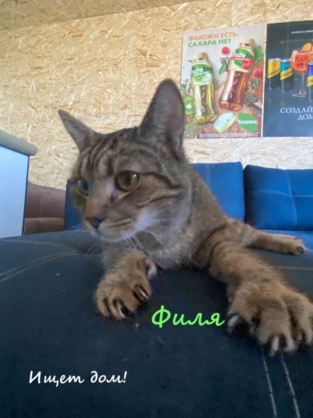 Жизнь домашнего приюта "Котоленд" 330