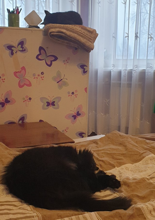 А ваши котейки че счас делают?