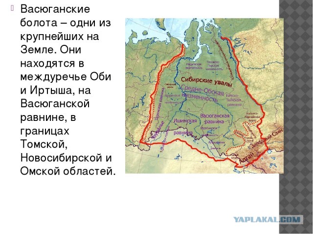 Васюганские болота: крупнейшая топь в мире, которая охватывает 5 областей России
