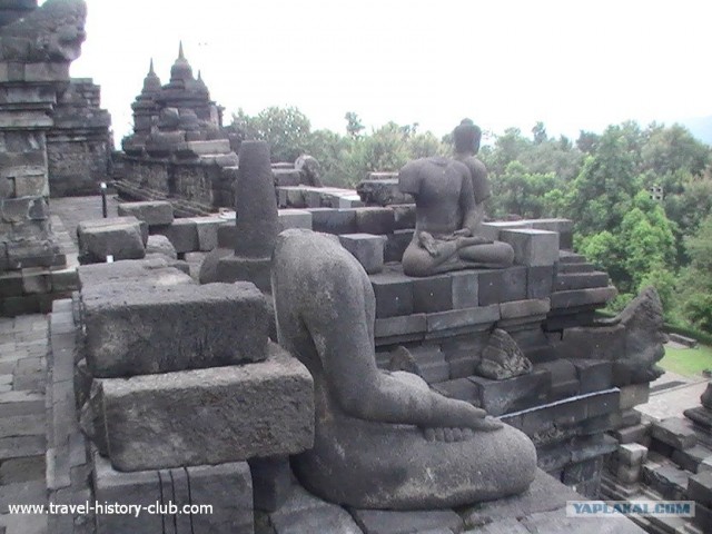 Они живут только 40 лет