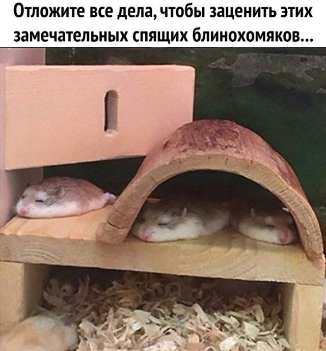 Картинки и мемы для настроения. Выходные рядышком...