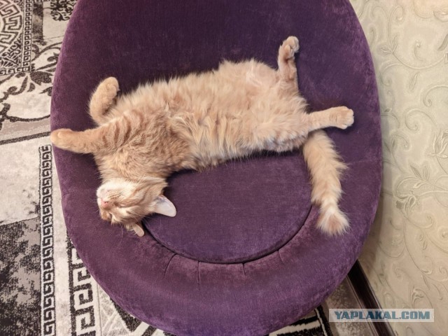 Котовторник 18.10.22