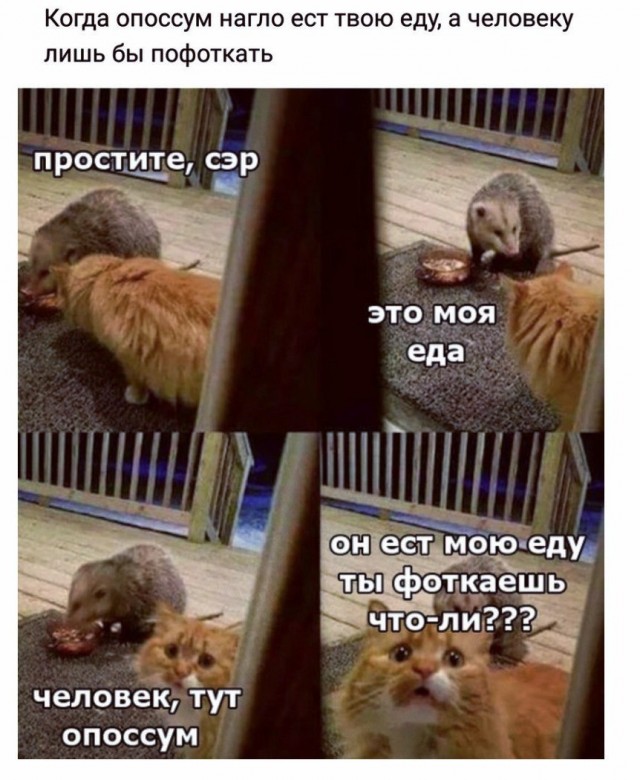 Картинки вроде весёлые и совсем немного задуматься