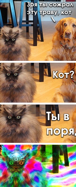 Зря ты сожрал эту траву, кот!