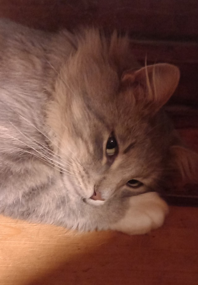 Не только котовторник, а еще и Всемирный день кошек!