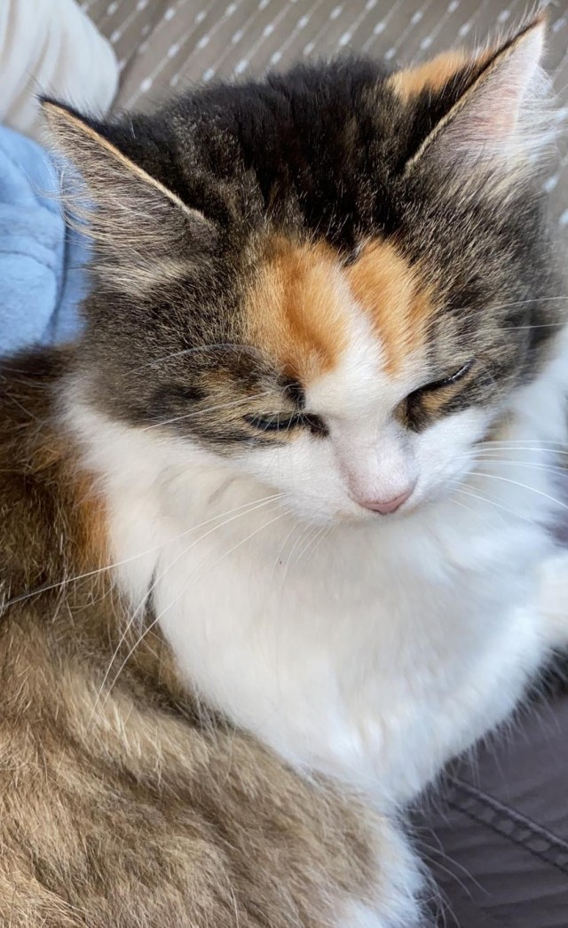 Котя моя. Ну и пусть собакочетверг!
