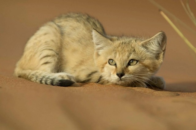 Кот, тушканчик, огоньки