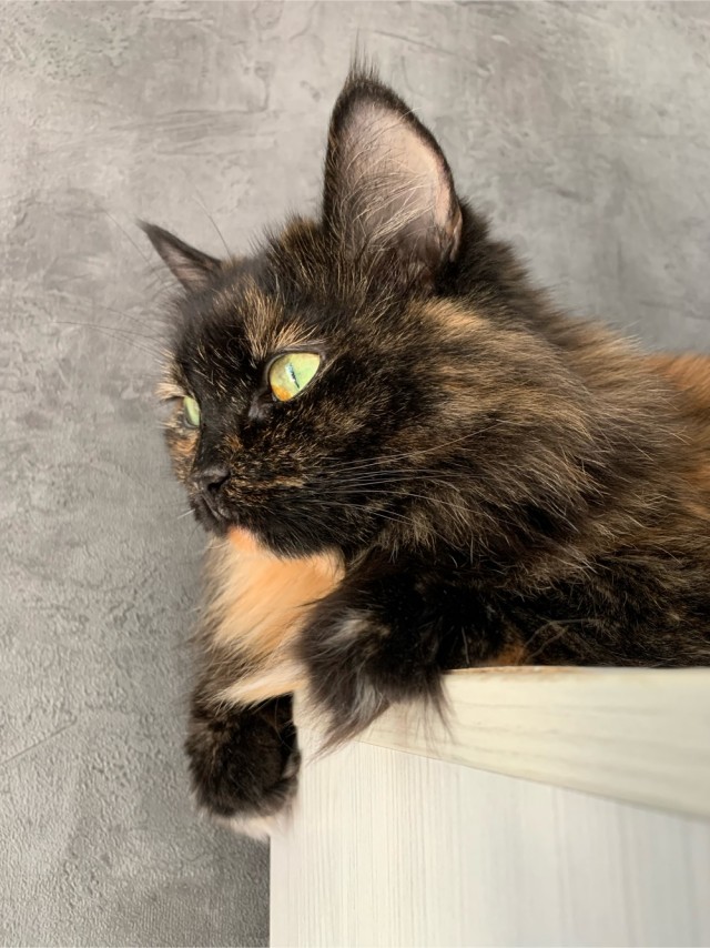 Котовторник!