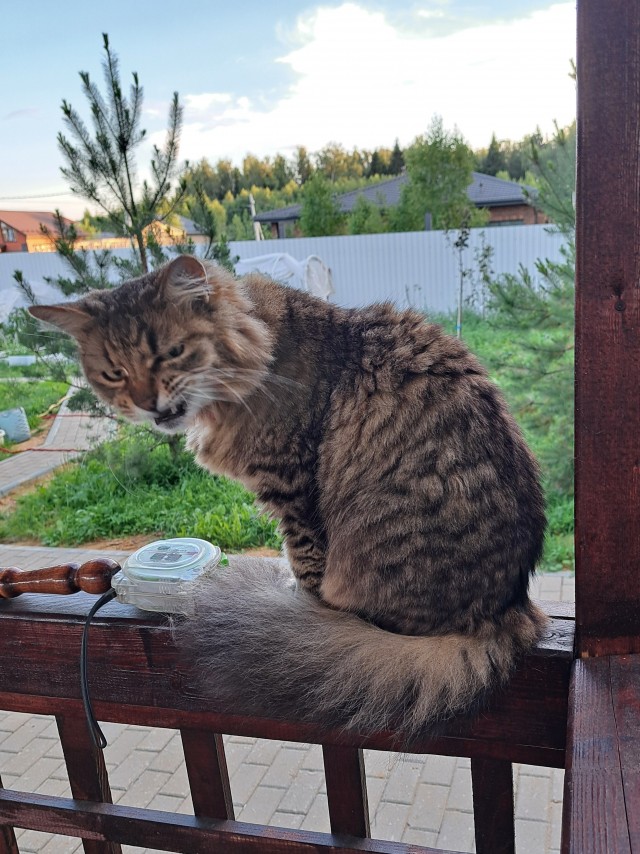 Прикольные морды котов псов к настроению...
