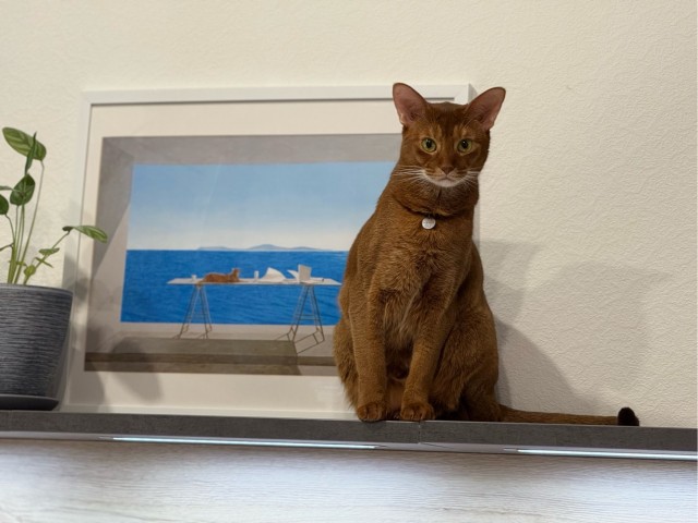 Мои рисунки кошечек