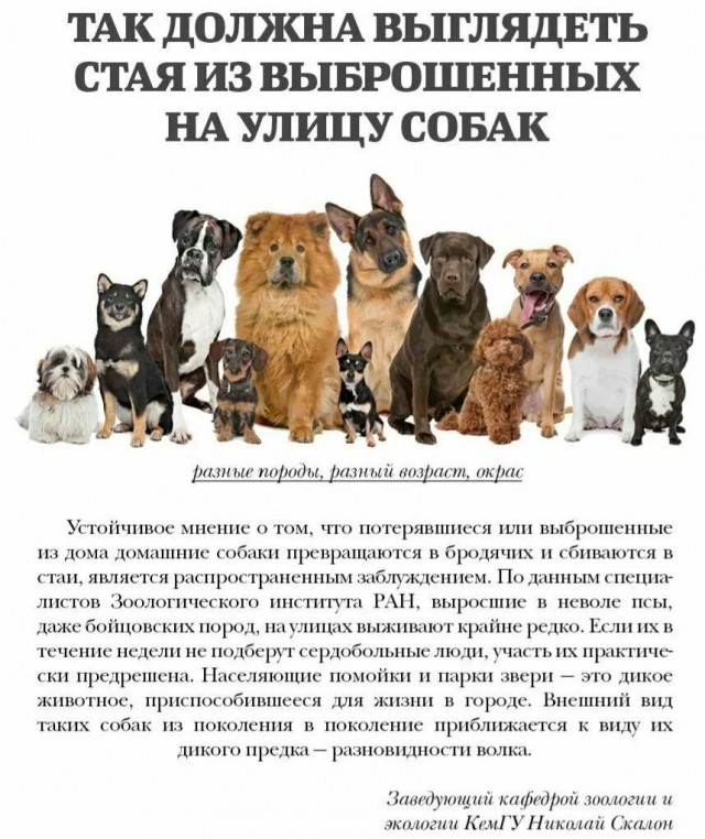 Зоошиза атакует.