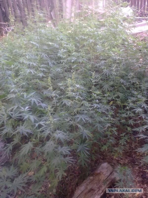 Сбор и уничтожение урожая...