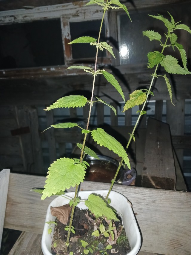 Urtica идеальное, редкое растение