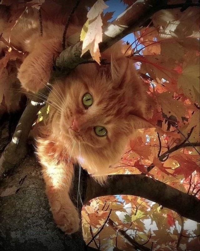 Осенний кот