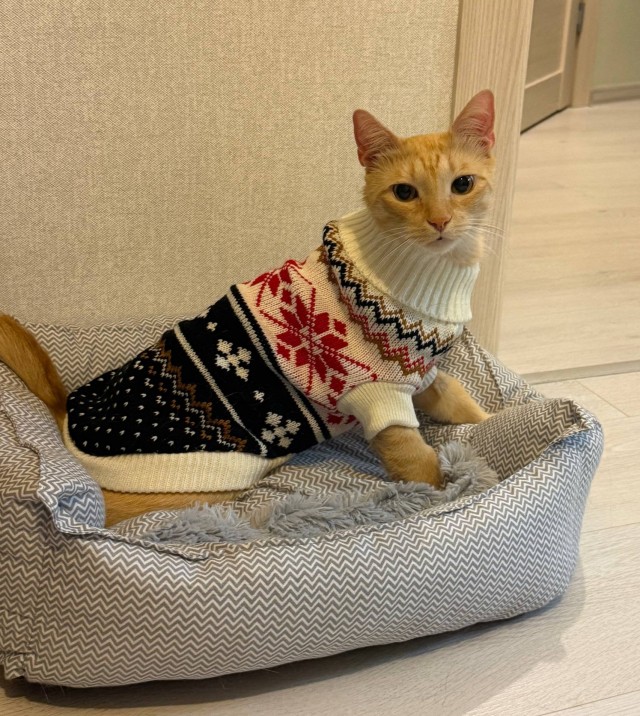 Котовторник,  кот Марс.