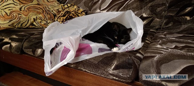 Котокоробковое