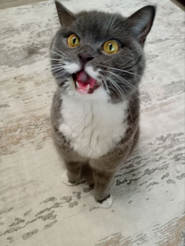 Кота могут арестовать и продать за долги хозяина