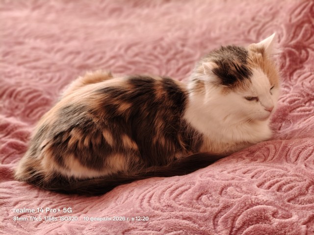 А котовторник уже пришёл?