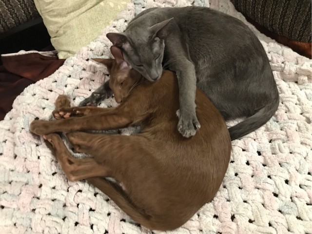 Котовторник удался!