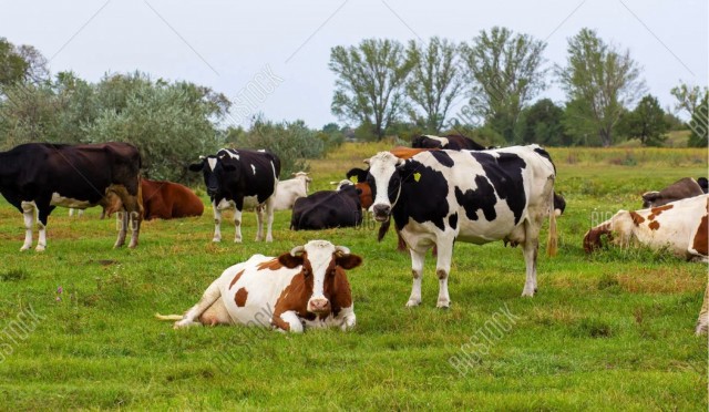 Свет мой, зеркальце, скажи, да всю правду доложи...