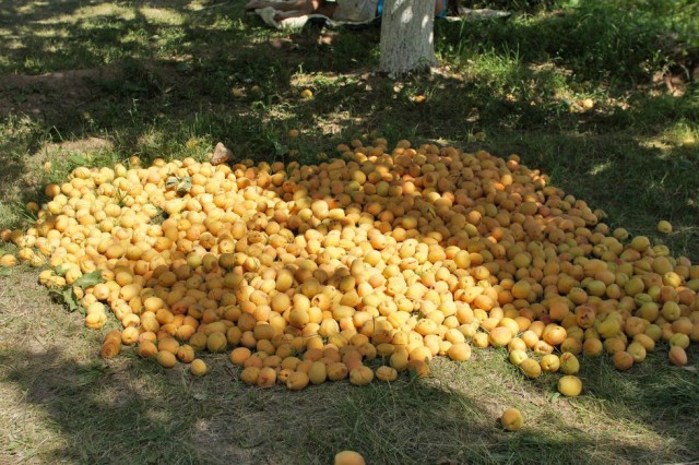 Абхазия (море), Армения (абрикосы)