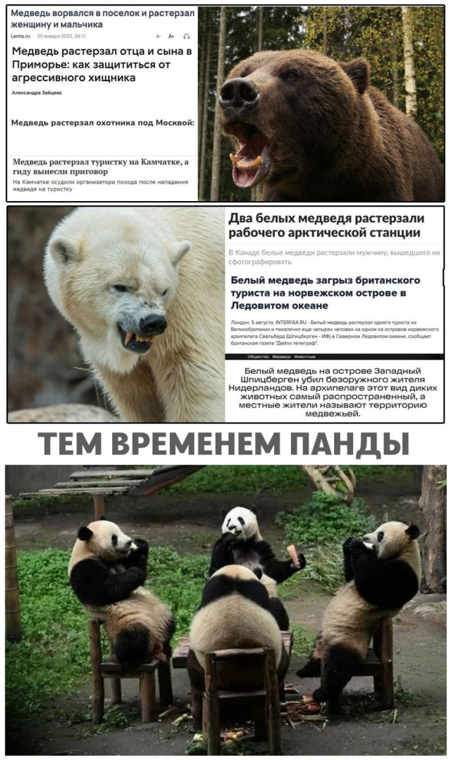Медведь кинулся в сторону человека на горе Ачишхо!( Не далеко от Красной Поляны  Сочи)