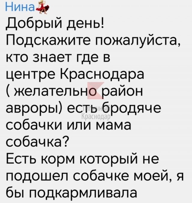 Вот так стаи бродячих собак вырастают