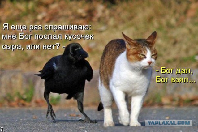Котовторник  25.03.2014