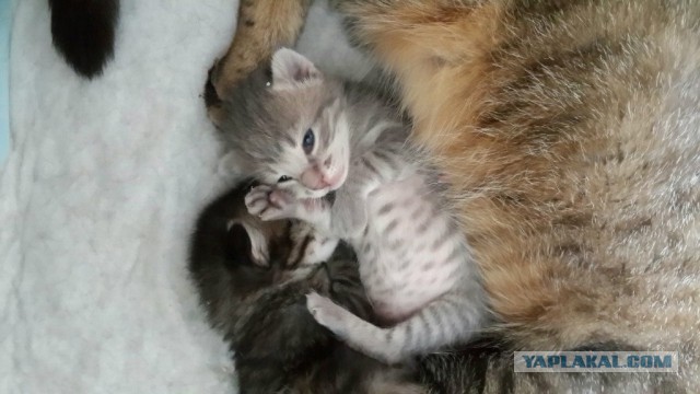 Котовторник 10.06.2014