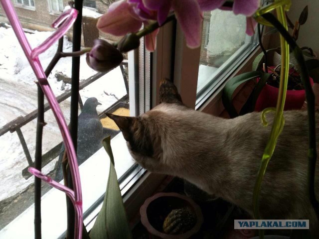 Котовторник 12.08.2014