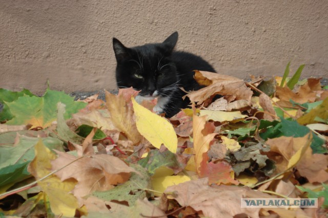 Котовторник 7.10.2014