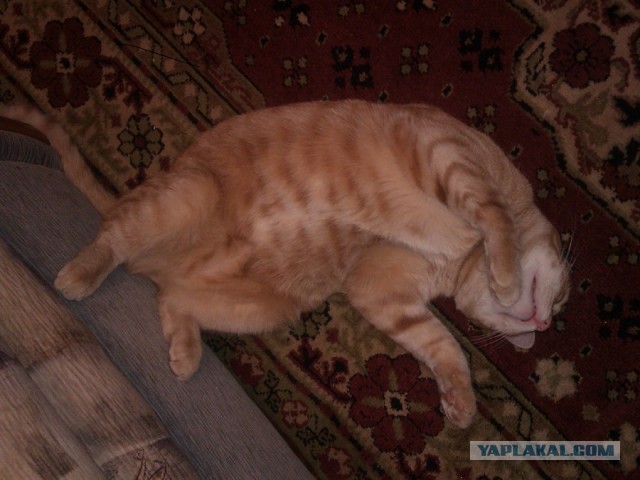 Котовторник 12.03.13