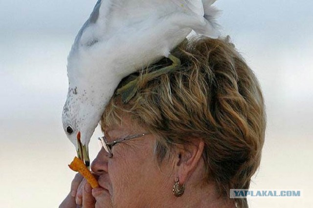 Наглые пернатые морды