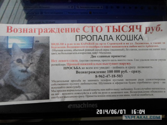 Как ценим мы питомцев
