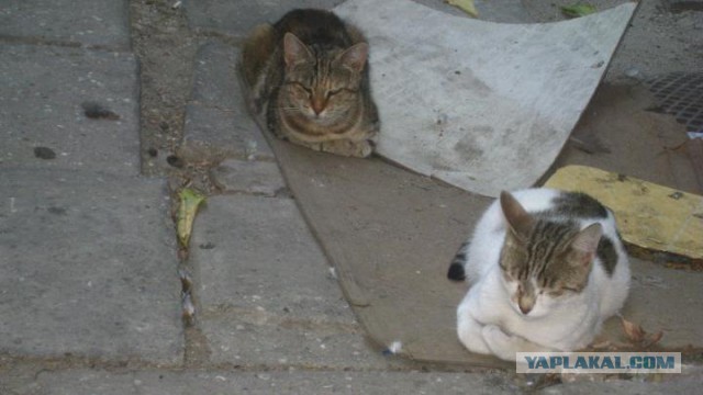 Котовторник 04.08.2015
