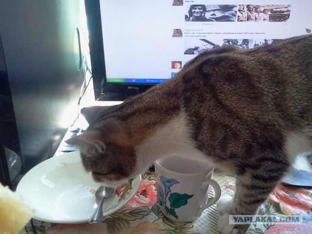 Котовторник 15-09-2015 !