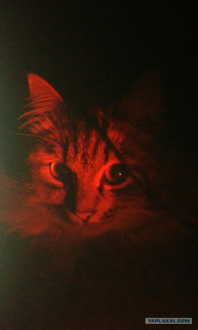 Котовторник 17.11.2015