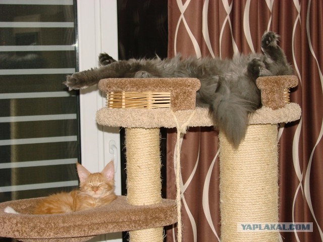 Котовторник