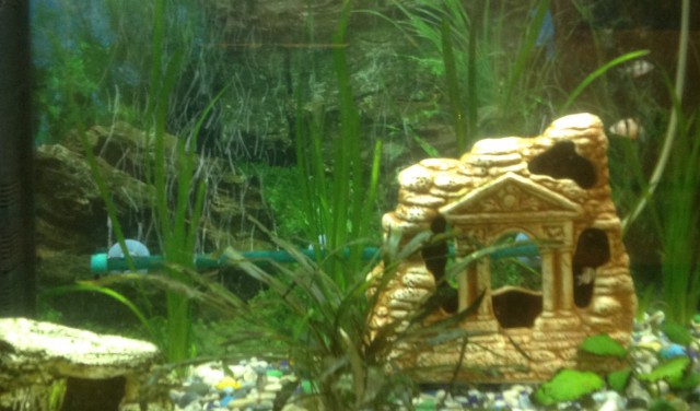 Аквариумные страдания