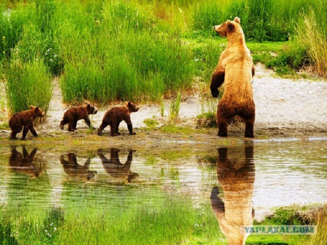 Всем нашим встречам,  увы, разлуки суждены...
