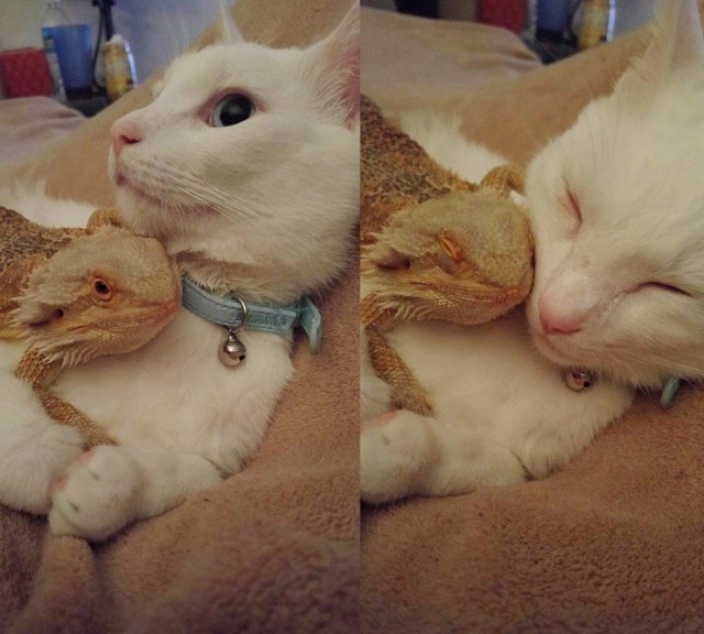 Прикольные животные