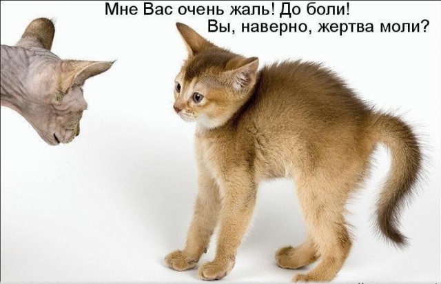 Картинки и приколы из сети