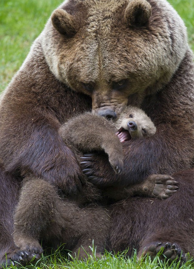 17 семейных фото медведей.