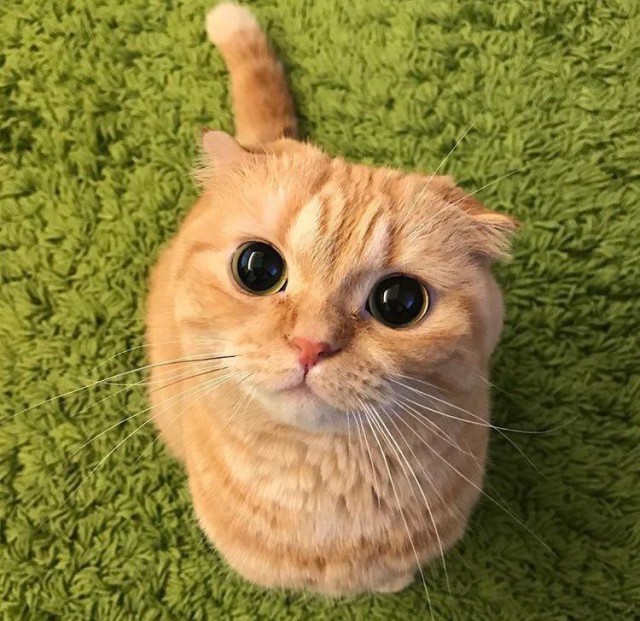 Коты из сети