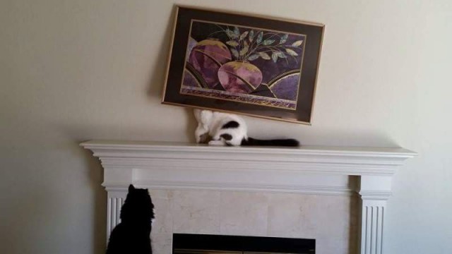 Коты из сети