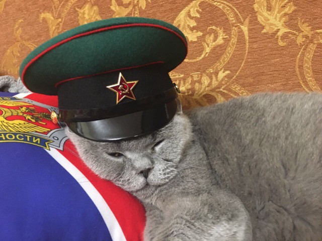 Коты и Кошки