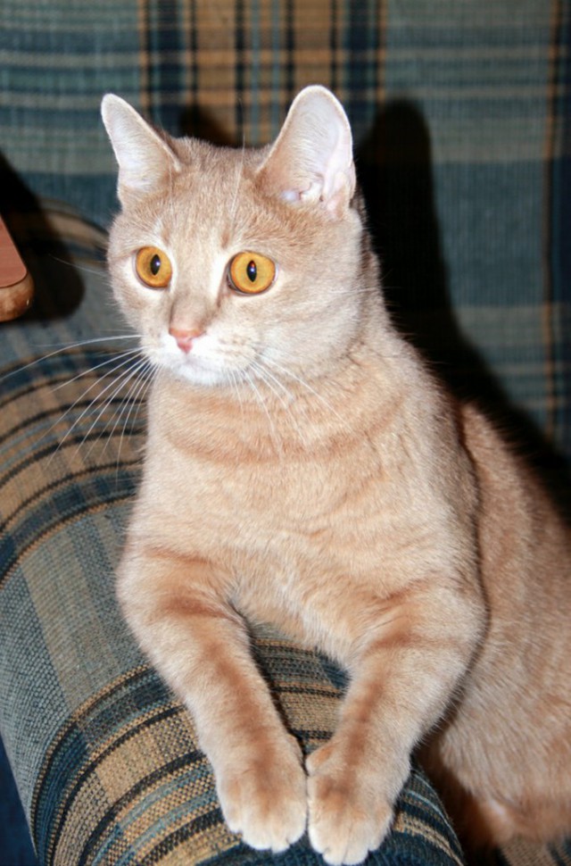 Коты и Кошки