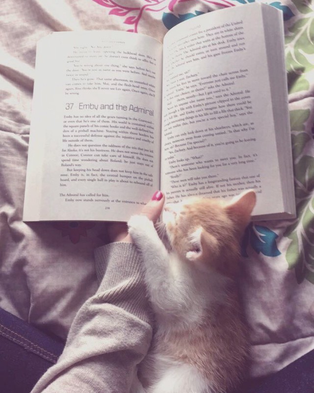 Котовторник 19.09.2017